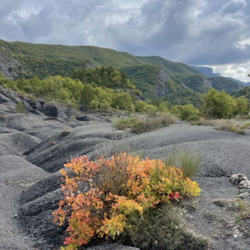 Robines à proximité de Digne-les-Bains